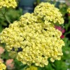 Achillea 
